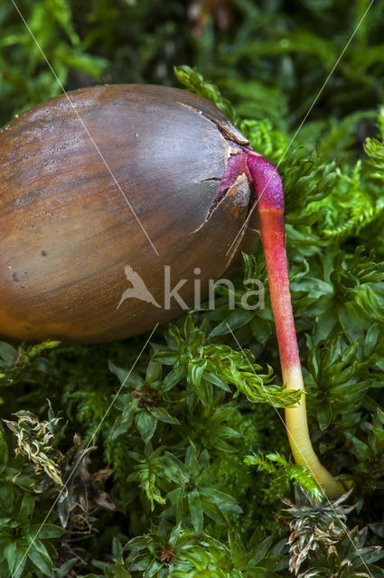 Zomereik (Quercus robur)