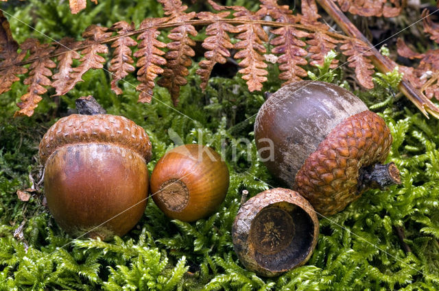 Zomereik (Quercus robur)