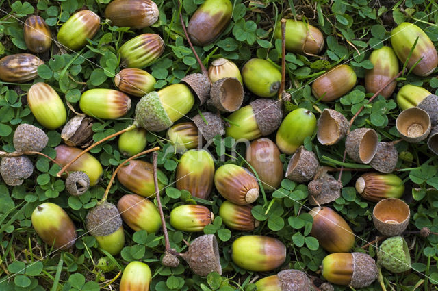 Zomereik (Quercus robur)