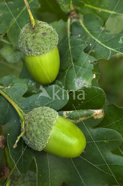 Zomereik (Quercus robur)