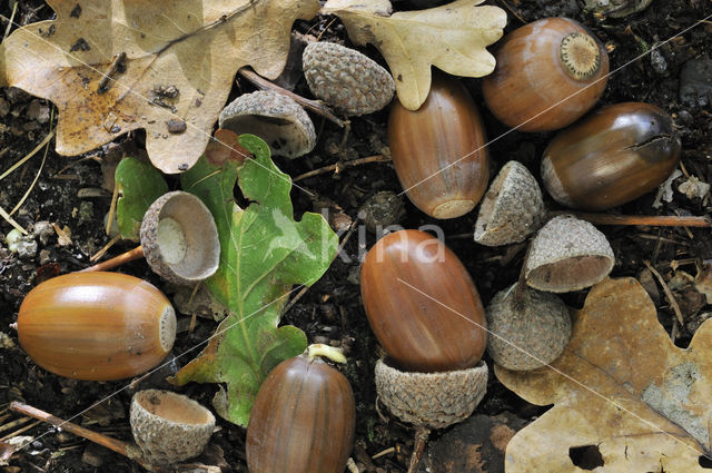 Zomereik (Quercus robur)