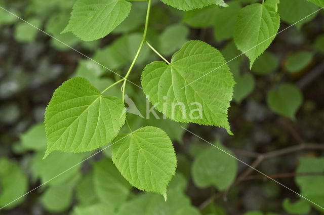 Large-leaved Lime (Tilia platyphyllos)