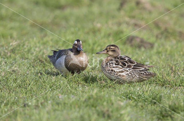 Zomertaling (Anas querquedula)