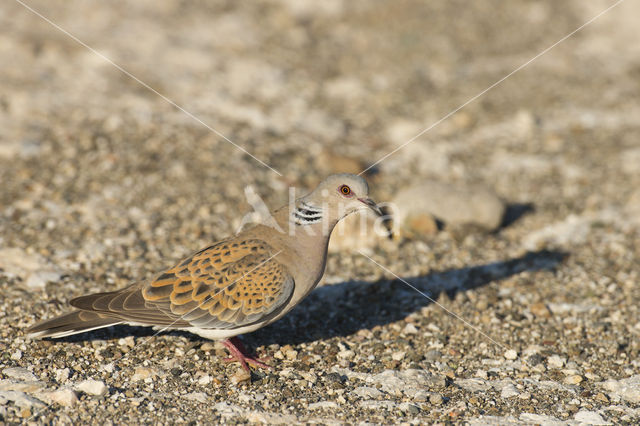 Zomertortel (Streptopelia turtur)