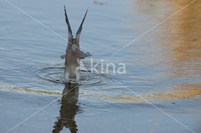 Zomertortel (Streptopelia turtur)