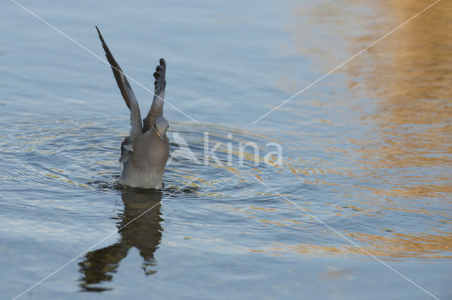 Zomertortel (Streptopelia turtur)