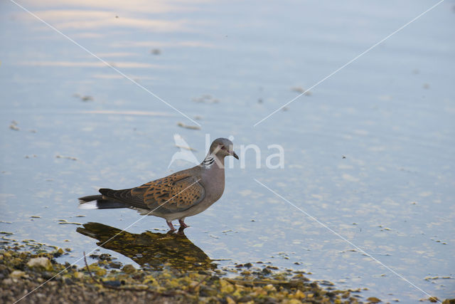 Zomertortel (Streptopelia turtur)