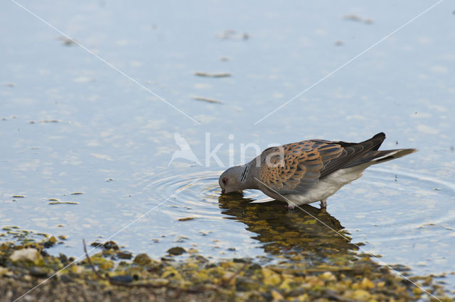 Zomertortel (Streptopelia turtur)