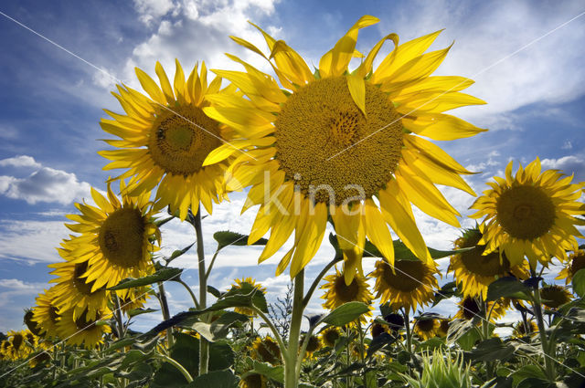 Common Annual Sunflower (Helianthus annuus)