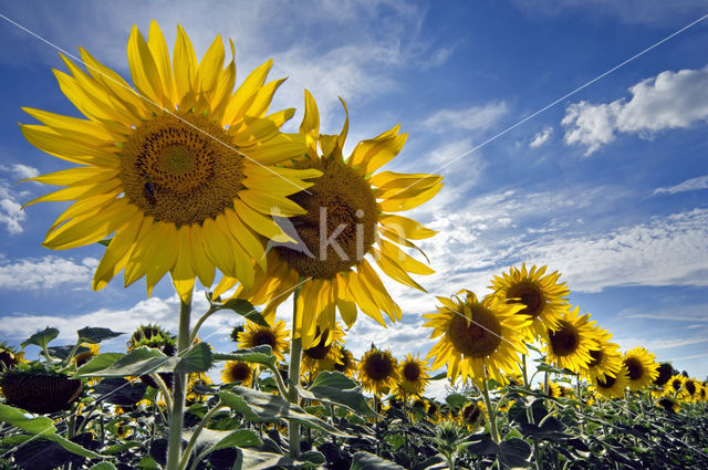 Zonnebloem (Helianthus annuus)