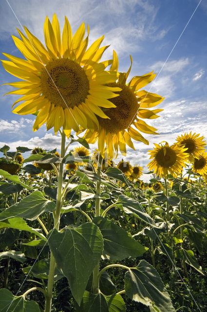 Zonnebloem (Helianthus annuus)