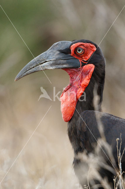 Zuidelijke hoornraaf (Bucorvus cafer