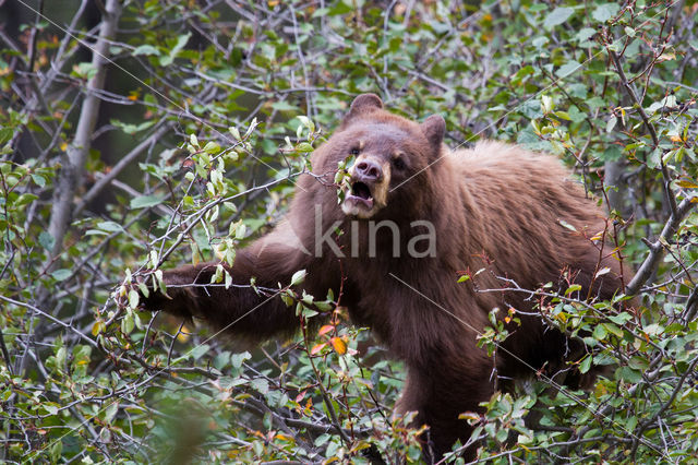 Zwarte beer (Ursus americanus)