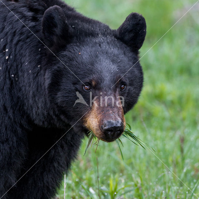 American black bear (Ursus americanus)