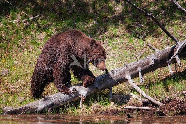 Zwarte beer (Ursus americanus)