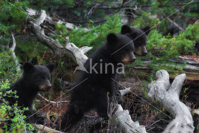 American black bear (Ursus americanus)