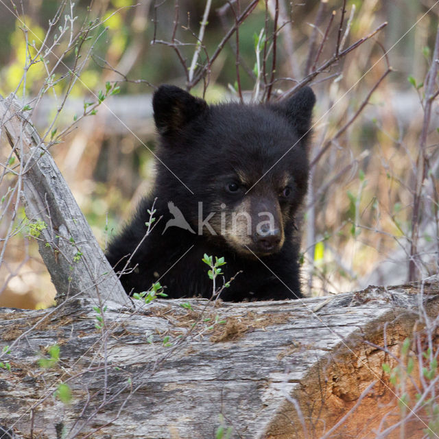 Zwarte beer (Ursus americanus)