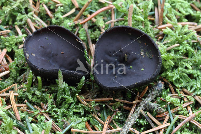 Zwarte bekerzwam (Pseudoplectania nigrella)