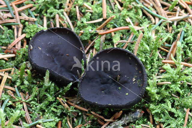 Pseudoplectania nigrella