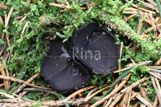 Zwarte bekerzwam (Pseudoplectania nigrella)