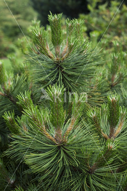 Zwarte den (Pinus nigra)