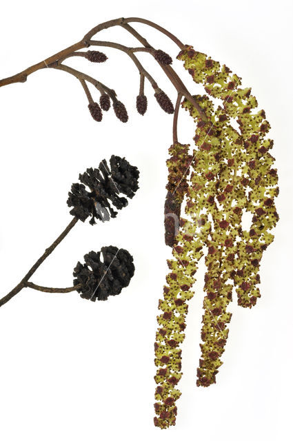 black alder (Alnus glutinosa)