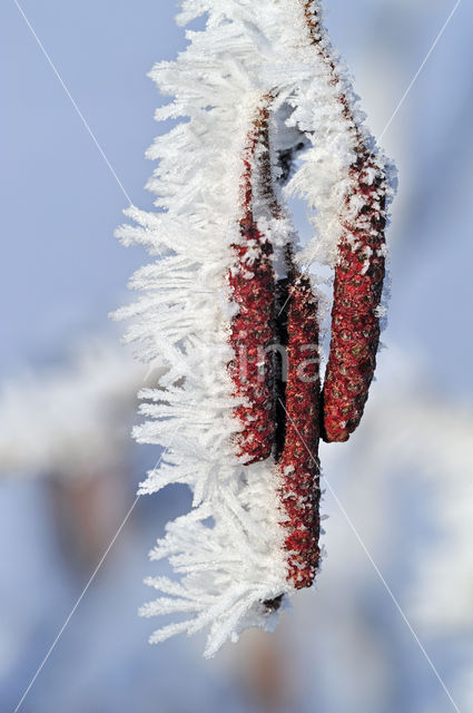 black alder (Alnus glutinosa)