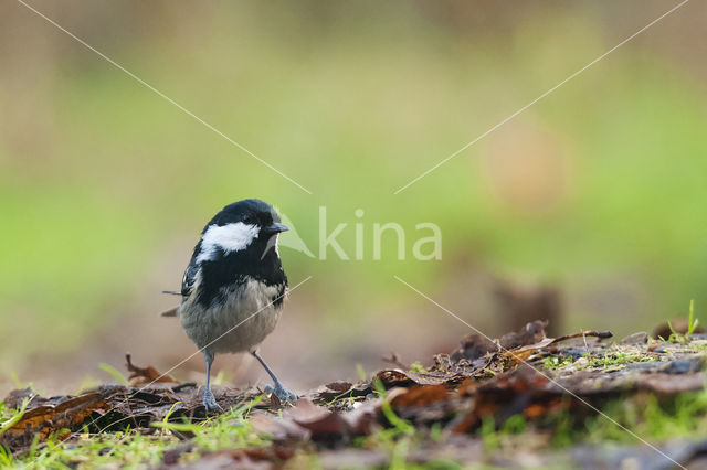 Coal Tit (Parus ater)