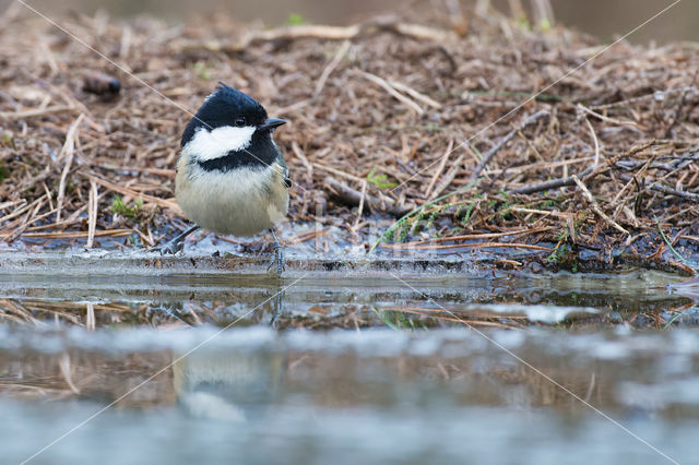 Zwarte Mees (Parus ater)