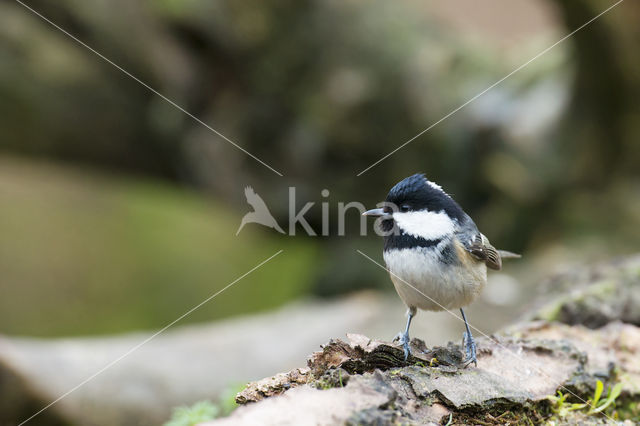 Zwarte Mees (Parus ater)