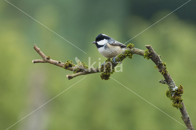 Zwarte Mees (Parus ater)