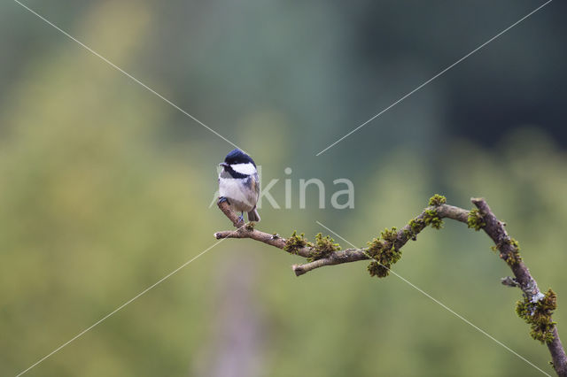 Coal Tit (Parus ater)