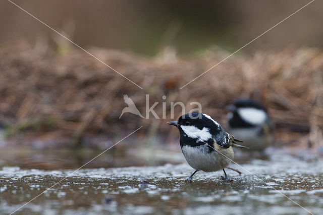 Zwarte Mees (Parus ater)