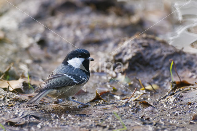 Coal Tit (Parus ater)