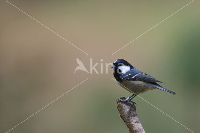 Zwarte Mees (Parus ater)