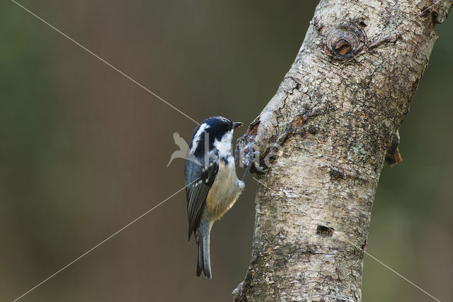 Zwarte Mees (Parus ater)