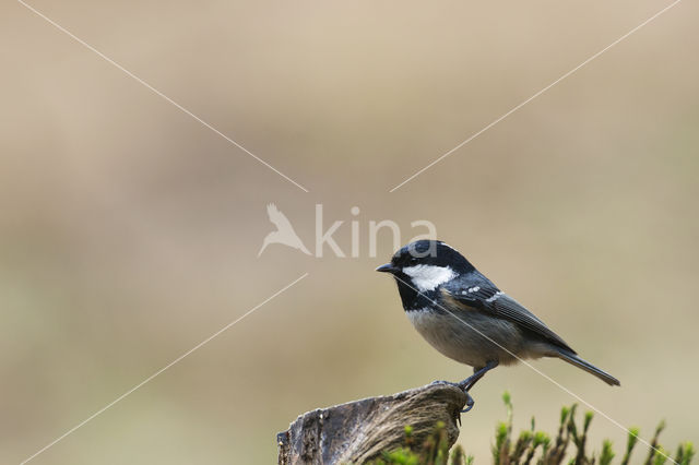 Coal Tit (Parus ater)