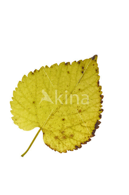 Black Mulberry (Morus nigra)