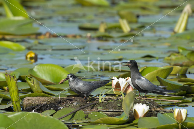 Black Tern (Chlidonias niger)