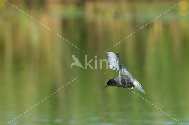 Black Tern (Chlidonias niger)