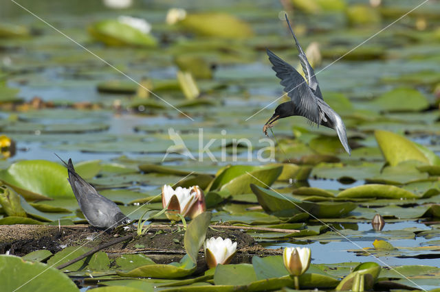 Zwarte Stern (Chlidonias niger)