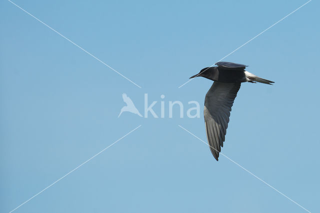 Black Tern (Chlidonias niger)