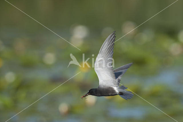 Black Tern (Chlidonias niger)