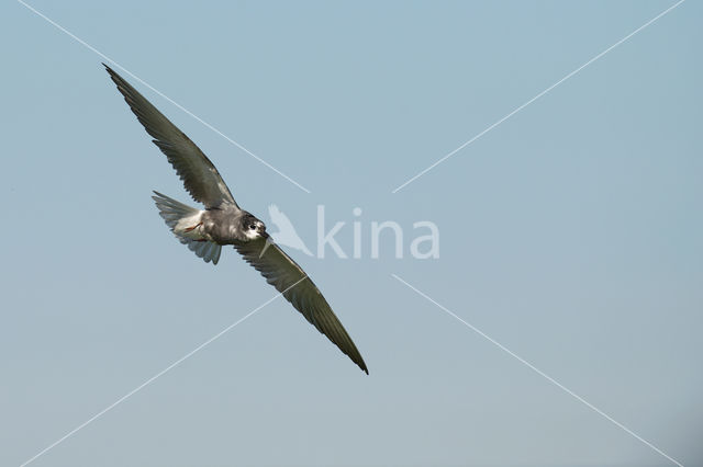 Black Tern (Chlidonias niger)