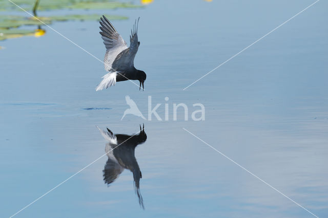 Black Tern (Chlidonias niger)