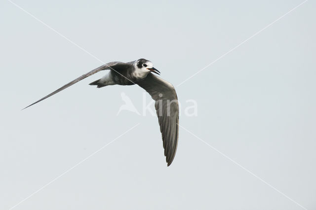 Black Tern (Chlidonias niger)