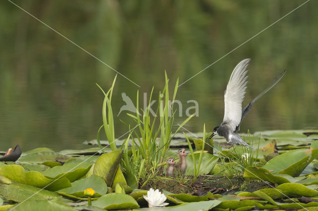 Black Tern (Chlidonias niger)