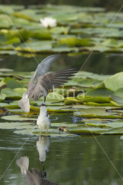 Black Tern (Chlidonias niger)