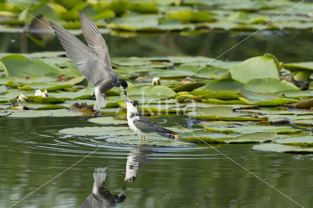 Black Tern (Chlidonias niger)