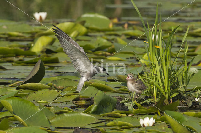 Zwarte Stern (Chlidonias niger)